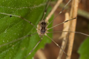 Media type: image;   Invertebrate Zoology 40460